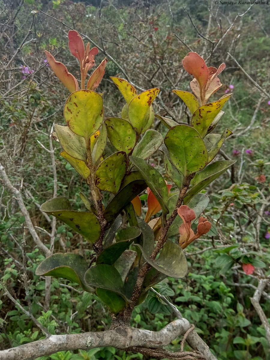 Dendrophthoe suborbicularis (Thwaites) Danser